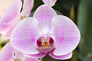 Phaleanopsis orchid