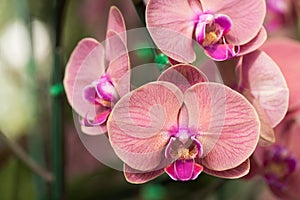 Phaleanopsis orchid