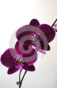 Phaleanopsis orchid flower vine color intense photo