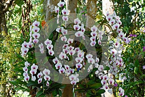 Phaleanopsis orchid