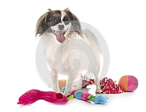 Phalene papillon dog