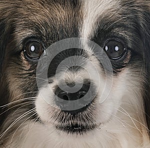 Phalene papillon dog