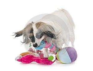 Phalene papillon dog