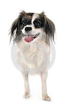 Phalene papillon dog