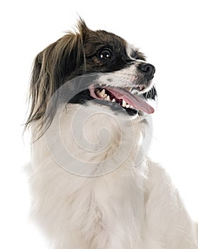 Phalene papillon dog