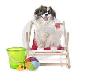 Phalene papillon dog