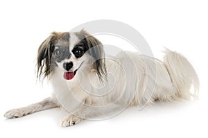 Phalene papillon dog