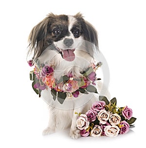 Phalene papillon dog