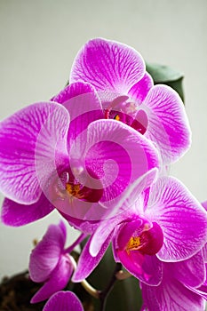 Phalenopsis