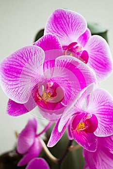 Phalenopsis