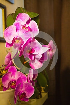 Phalenopsis