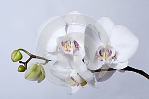 Phalenopsis