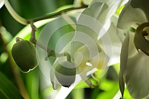 Phalenopsis. Bud of white orchid against green foliage.