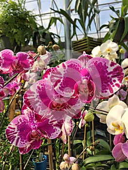 Phalenopsis flowers