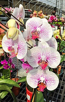 Phalenopsis flowers