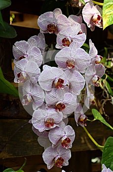 Phalenopsis orchid