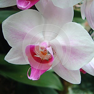 Phalenopsis orchid flowers