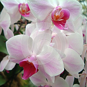 Phalenopsis orchid flowers