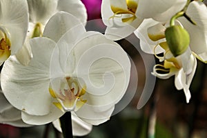 Phalenopsis Orchid plants in the garden in Spring