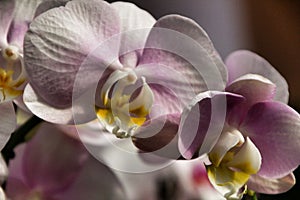 Phalenopsis Orchid plants in the garden in Spring