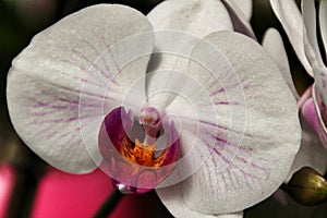 Phalenopsis Orchid plants in the garden in Spring