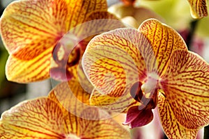 Phalenopsis Orchid plants in the garden in Spring