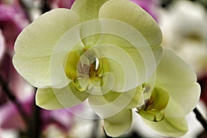 Phalenopsis Orchid plants in the garden in Spring