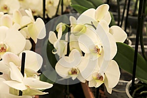 Phalenopsis Orchid plants in the garden in Spring