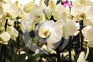 Phalenopsis Orchid plants in the garden in Spring