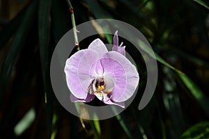 Phalenopsis orchid purple-white