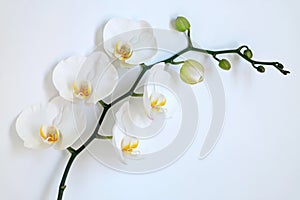 Phalenopsis orchid stalk with beautiful white flowers on a white background