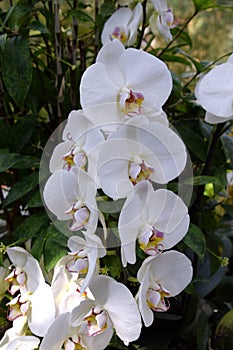 Phalenopsis orchid white