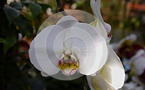 Phalenopsis orchid white