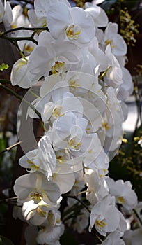 Phalenopsis orchid white