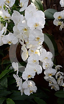 Phalenopsis orchid white