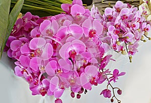 Phalenopsis Orchids or Moth Orchids for interiors decorations