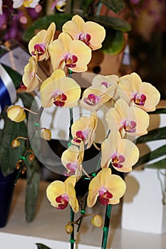 Phaleonopsis Happy Girl Orchid
