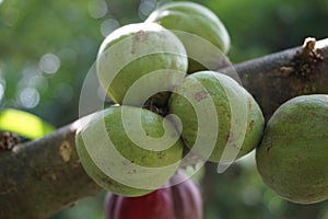 Phaleria macrocarpa Also called Mahkota Dewa, simalakama, Makuto Rojo, Makuto Ratu, Obat Dewa, Pau, Crown of God, Boh Anggota Dew