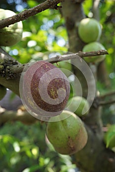 Phaleria macrocarpa Also called Mahkota Dewa, simalakama, Makuto Rojo, Makuto Ratu, Obat Dewa, Pau, Crown of God, Boh Anggota Dew