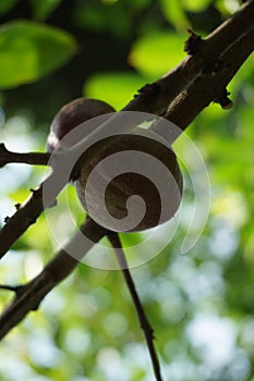 Phaleria macrocarpa Also called Mahkota Dewa, simalakama, Makuto Rojo, Makuto Ratu, Obat Dewa, Pau, Crown of God, Boh Anggota Dew