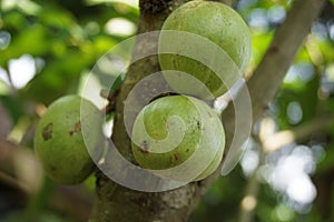 Phaleria macrocarpa Also called Mahkota Dewa, simalakama, Makuto Rojo, Makuto Ratu, Obat Dewa, Pau, Crown of God, Boh Anggota Dew