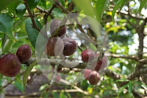 Phaleria macrocarpa Also called Mahkota Dewa, simalakama, Makuto Rojo, Makuto Ratu, Obat Dewa, Pau, Crown of God, Boh Anggota Dew