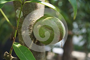 Phaleria macrocarpa Also called Mahkota Dewa, simalakama, Makuto Rojo, Makuto Ratu, Obat Dewa, Pau, Crown of God, Boh Anggota Dew photo