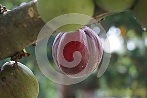 Phaleria macrocarpa Also called Mahkota Dewa, simalakama, Makuto Rojo, Makuto Ratu, Obat Dewa, Pau, Crown of God, Boh Anggota Dew photo