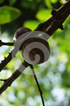 Phaleria macrocarpa Also called Mahkota Dewa, simalakama, Makuto Rojo, Makuto Ratu, Obat Dewa, Pau, Crown of God, Boh Anggota Dew photo