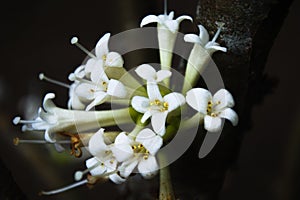 Phaleria macrocarpa flowers with dark leaves background