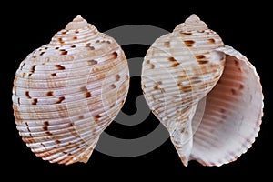 Phalium glaucum