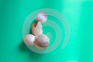 Phallic Shaped Mushroom Against Blue Background