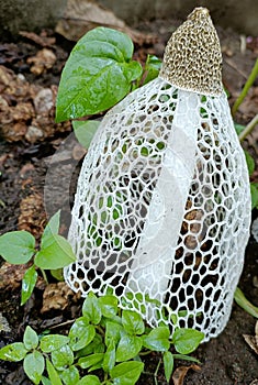 Phallus duplicatus, also known as the “bridal veil mushroom,” is a type of fungus