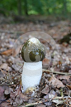 Phallus impudicus